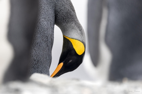 HDS26-24, Day 8, King penguins 1 © Sara Jenner - Oceanwide Expeditions.jpg