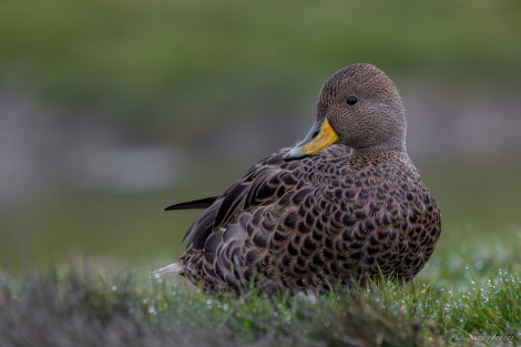 HDS26-24, Day 8, SG pintail 1 © Sara Jenner - Oceanwide Expeditions.jpg