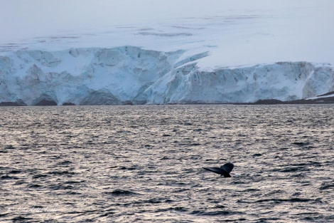 OTL27-24, Day 3, Humpback whale @  Charlotte Taplin - Oceanwide Expeditions.jpg