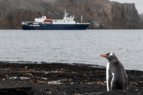 OTL27-24, Day 5,  Gentoo penguin and Ortelius @ Charlotte Taplin.jpg