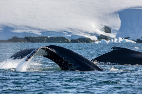 OTL27-24, Day 5, Humback whales @  Charlotte Taplin - Oceanwide Expeditions.jpg