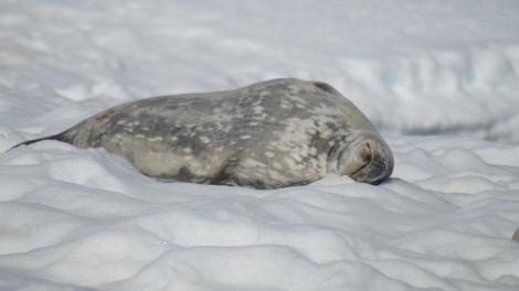 OTL27-24, Day 5, Weddell Seal @ Jess Owen - Oceanwide Expeditions.JPG