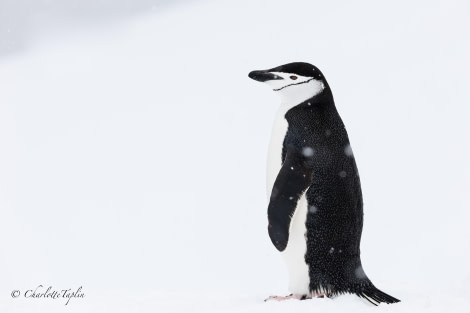 OTL27-24, Day 6,  Chinstrap penguin @  Charlotte Taplin - Oceanwide Expeditions.jpg