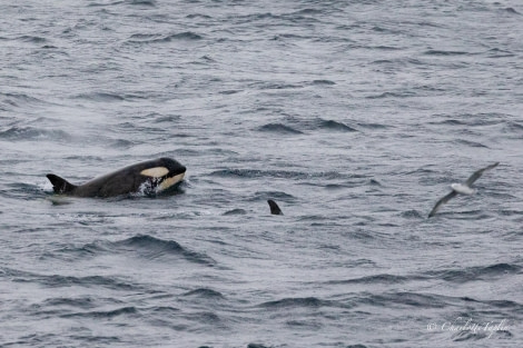 OTL27-24, Day 7, Orca @  Charlotte Taplin - Oceanwide Expeditions.jpg