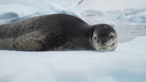 OTL27-24, Day 8,  Leopard Seal @ Jess Owen - Oceanwide Expeditions.JPG