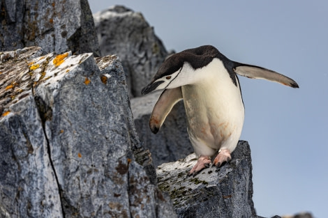 HDS27-24, Day 4, 095A1145 © Martin Anstee - Oceanwide Expeditions.jpg