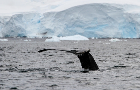 HDS27-24, Day 4, DancoIsland-2 © Felicity Johnson - Oceanwide Expeditions.jpg