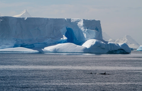 HDS27-24, Day 6, Gerlache-2 © Felicity Johnson - Oceanwide Expeditions.jpg