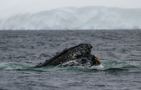 HDS27-24, Day 7, Foyn-1 © Felicity Johnson - Oceanwide Expeditions.jpg