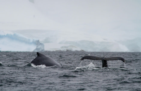 HDS27-24, Day 7, Foyn-5 © Felicity Johnson - Oceanwide Expeditions.jpg