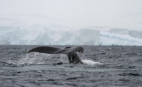 HDS27-24, Day 7, Foyn-6 © Felicity Johnson - Oceanwide Expeditions.jpg