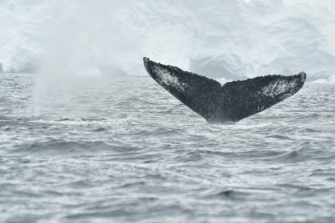 HDS27-24, Day 7, Humpback fluke 1 © Hazel Pittwood - Oceanwide Expeditions.JPG