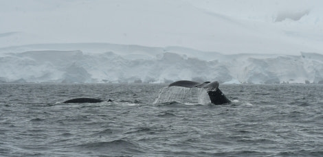 HDS27-24, Day 7, Humpbacks © Hazel Pittwood - Oceanwide Expeditions.JPG