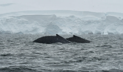 HDS27-24, Day 7, Humpbacks 2 © Hazel Pittwood - Oceanwide Expeditions.JPG