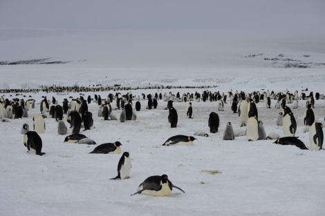 OTL23-23_Day4_Snow-Hill-Island_Antarctica-WeddellSea © Alexandra den Dikken_OEX_IMG_5141.jpeg