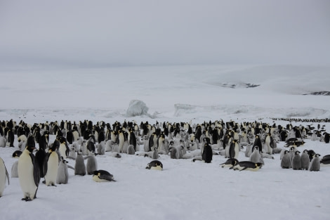 OTL23-23_Day4_Snow-Hill-Island_Antarctica-WeddellSea © Alexandra den Dikken_OEX_IMG_5299.jpeg