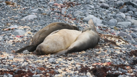 PLA27-24, Day 4, RegisPerdriat (87) @ Regis Perdriat - Oceanwide Expeditions.JPG