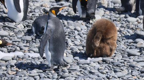 PLA27-24, Day 10, RegisPERDRIAT (205) @ Regis Perdriat - Oceanwide Expeditions.JPG