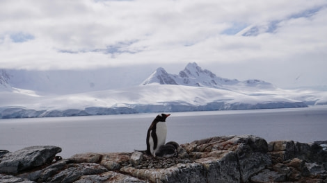 PLA28-24, Day 6, Damoy2_steffililler © Steffi Liller - Oceanwide Expeditions.JPG