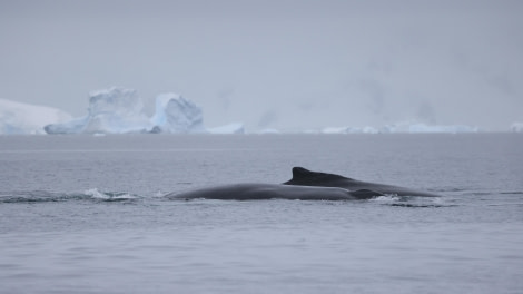 PLA28-24, Day 7, RegisPERDRIAT (2) © Regis Perdriat - Oceanwide Expeditions.JPG