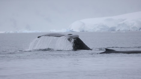 PLA28-24, Day 7, RegisPERDRIAT (3) © Regis Perdriat - Oceanwide Expeditions.JPG