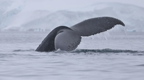 PLA28-24, Day 7, RegisPERDRIAT (6) © Regis Perdriat - Oceanwide Expeditions.JPG