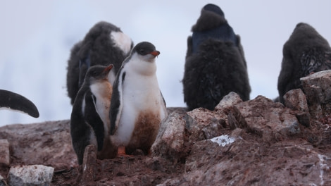 PLA28-24, Day 5, RegisPERDRIAT (8) © Regis Perdriat - Oceanwide Expeditions.JPG