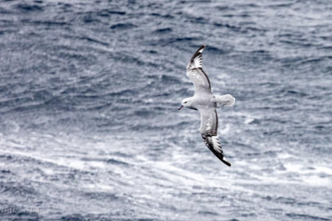 HDS28-24, Day 14, Bird © Martin Anstee - Oceanwide Expeditions.jpg