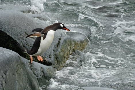 HDS28-24, Day 4, Gentoo jump © Hazel Pittwood - Oceanwide Expeditions.JPG