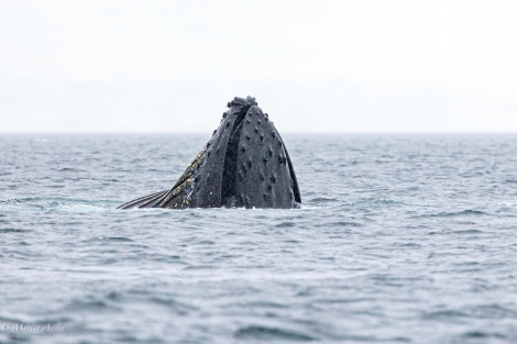 HDS28-24, Day 5, 095A2762 © Martin Anstee - Oceanwide Expeditions.jpg