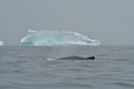 HDS28-24, Day 5, Humpback © Hazel Pittwood - Oceanwide Expeditions.JPG