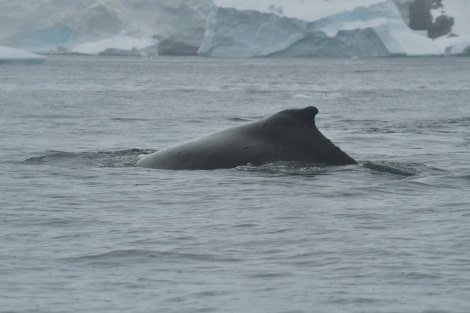 HDS28-24, Day 5, Humpback 2 -Hazel Pittwood © Hazel Pittwood - Oceanwide Expeditions.JPG