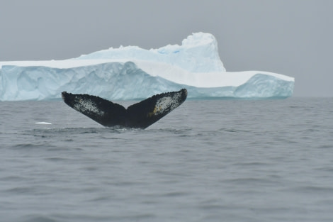 HDS28-24, Day 5, Humpback and iceberg © Hazel Pittwood - Oceanwide Expeditions.JPG