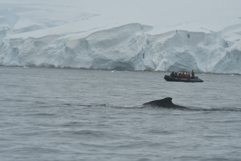 HDS28-24, Day 5, Humpback and zodiac © Hazel Pittwood - Oceanwide Expeditions.JPG