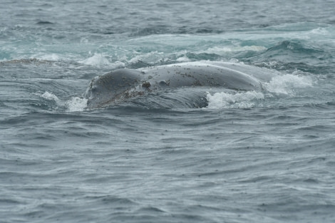 HDS28-24, Day 5, Humpback close-up © Hazel Pittwood - Oceanwide Expeditions.JPG