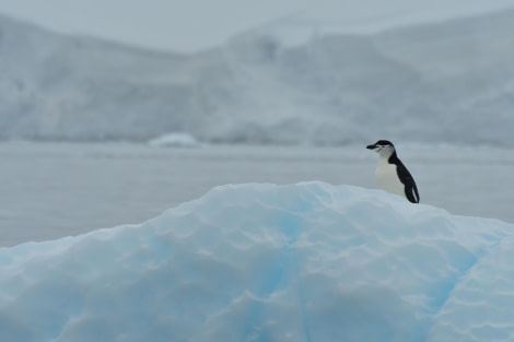 HDS28-24, Day 6, Chinstrap on ice © Hazel Pittwood - Oceanwide Expeditions.JPG