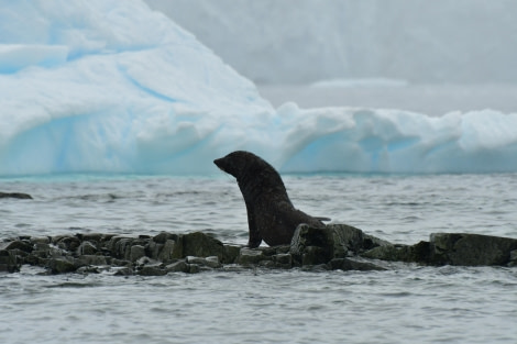 HDS28-24, Day 6, Fur seal © Hazel Pittwood - Oceanwide Expeditions.JPG