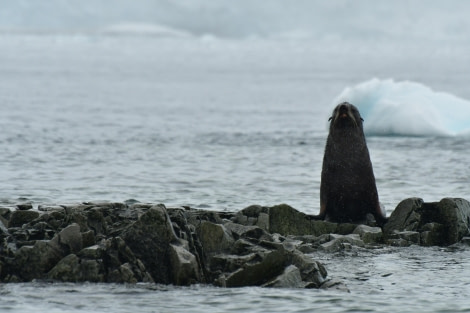 HDS28-24, Day 6, Fur seal 2 © Hazel Pittwood - Oceanwide Expeditions.JPG