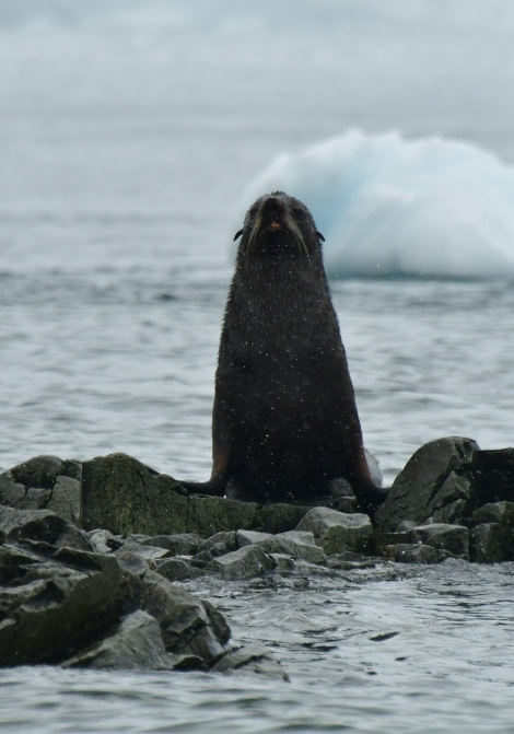 HDS28-24, Day 6, Fur seal 3 © Hazel Pittwood - Oceanwide Expeditions.JPG