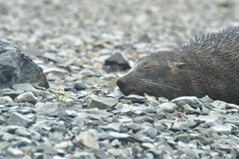 HDS28-24, Day 7, Sleepy fur seal © Hazel Pittwood - Oceanwide Expeditions.JPG