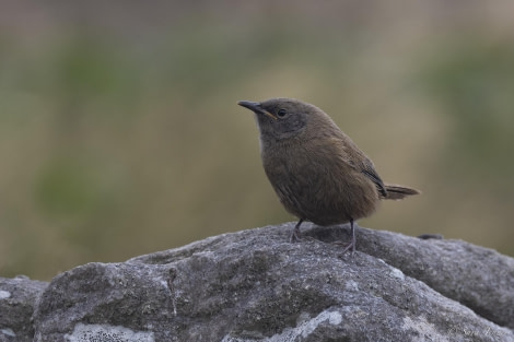 OTL29-24, Day 3, Bird @ Sara Jenner - Oceanwide Expeditions.jpg