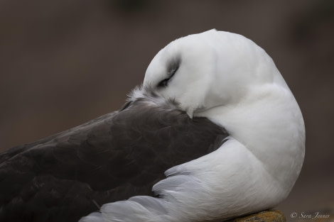 OTL29-24, Day 3, Black browed  albatros 1 @ Sara Jenner - Oceanwide Expeditions.jpg