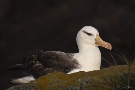 OTL29-24, Day 3, Black browed  albatros 2 @ Sara Jenner - Oceanwide Expeditions.jpg