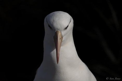 OTL29-24, Day 3, Black browed albatros 7 @ Sara Jenner - Oceanwide Expeditions.jpg