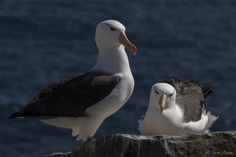 OTL29-24, Day 3, Black browed albatros 7-2 @ Sara Jenner - Oceanwide Expeditions.jpg