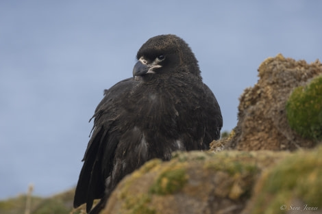 OTL29-24, Day 3, Caracara @ Sara Jenner - Oceanwide Expeditions.jpg