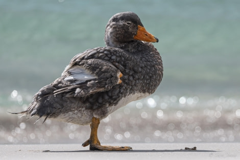 OTL29-24, Day 3, Flightless Steamer Duck @ Sara Jenner - Oceanwide Expeditions.jpg