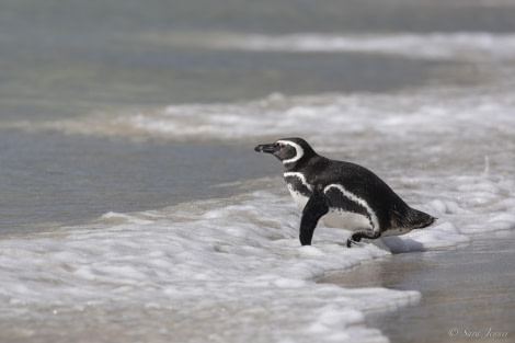 OTL29-24, Day 3, Magellanic penguin 2 @ Sara Jenner - Oceanwide Expeditions.jpg