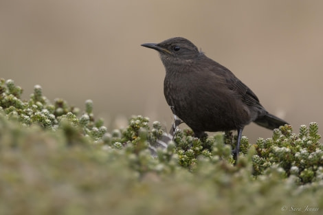 OTL29-24, Day 3, Thrush @ Sara Jenner - Oceanwide Expeditions.jpg