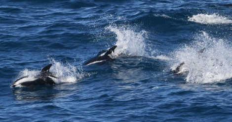 OTL29-24, Day 6, Hourglass Dolphins2 @ Unknown photographer - Oceanwide Expeditions.JPG